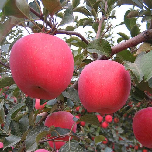 蘋(píng)果使用效果